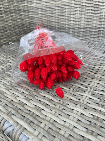 Phalaris - Phalaris rosu