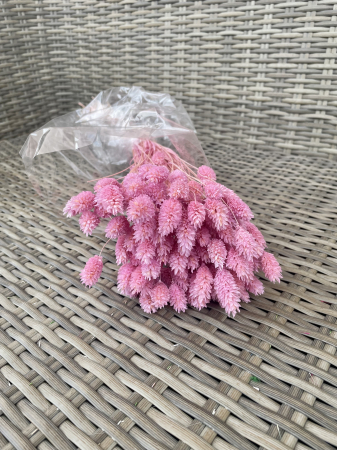 Phalaris - Phalaris roz pastel