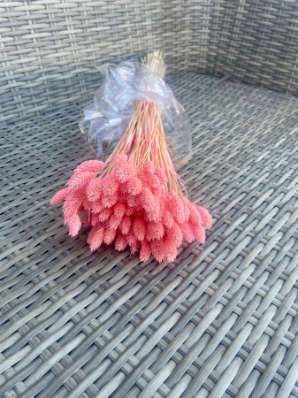 Phalaris - Phalaris rosa chiaro