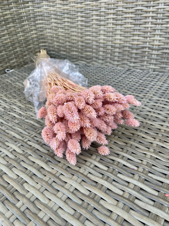 FLORI SI PLANTE USCATE - Phalaris roz-prafuit