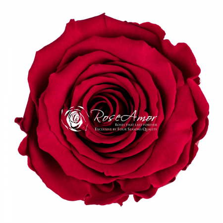 PIN-02,marime LL+ [1]