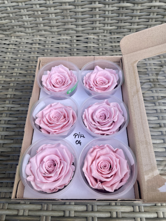 TRANDAFIRI CRIOGENATI-ROSEAMOR - PIN-04,marime LL+