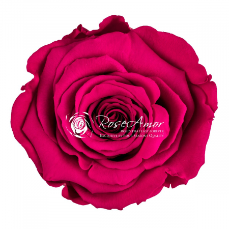 PIN-05,marime LL+ [1]