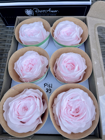 BUJORI ROSEMOR - PIN-89, WHISPER Roseamor
