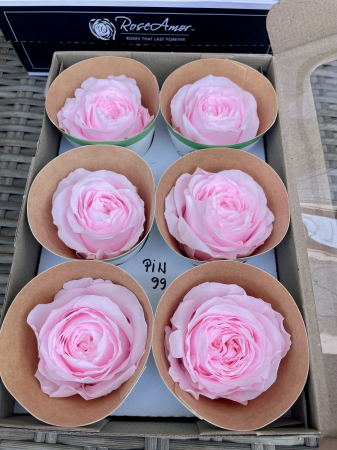 BUJORI ROSEMOR - PIN-99, WHISPER Roseamor