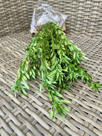 Verdeata Criogenata&Stabilizata - Pubescens Green, criogenat