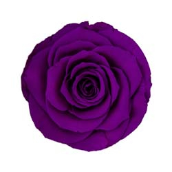 Dimensiune LL+ - PUR-02,marime LL+