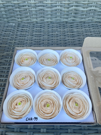 RANUNCULUS - RANUNCULUS CHA-99