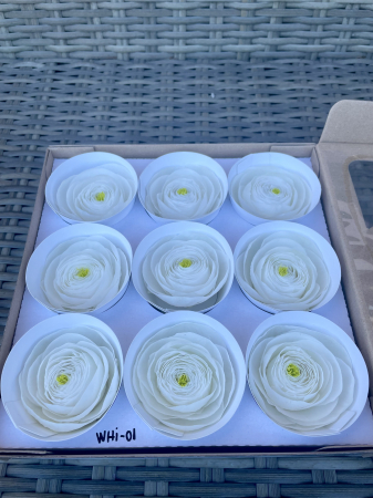 RANUNCULUS - RANUNCULUS WHI-01