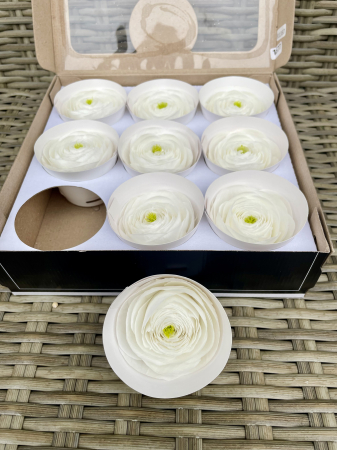 RANUNCULUS - RANUNCULUS WHI-01