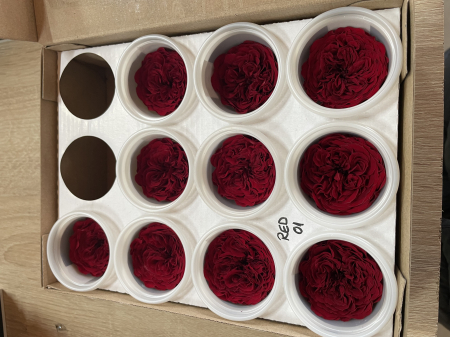 MINI TRANDAFIRI DE GRADINA - MINI AL RED-01