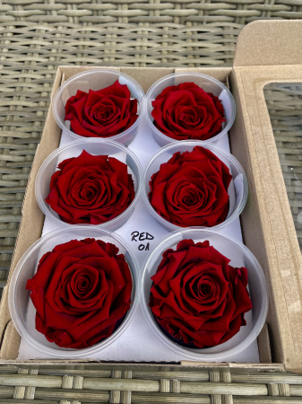 TRANDAFIRI CRIOGENATI-ROSEAMOR - RED-01,marime LL+