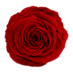 Dimensiune LL+ - RED-02,marime LL+