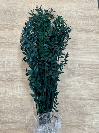 Ruscus - Ruscus uscat verde