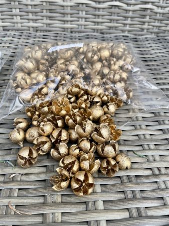 CRACIUN MAGIC - Seminte eucalipt aurii