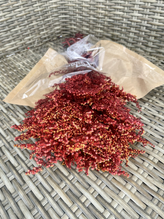 Solidago Burgundy, criogenat [1]