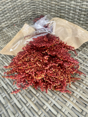 Verdeata Criogenata&Stabilizata - Solidago Burgundy, criogenat