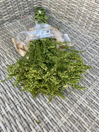 Verdeata Criogenata&Stabilizata - Solidago Verde, criogenat