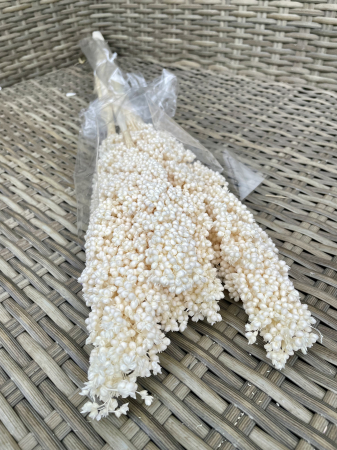 Sorgo - Sorgo alb, 5 fire