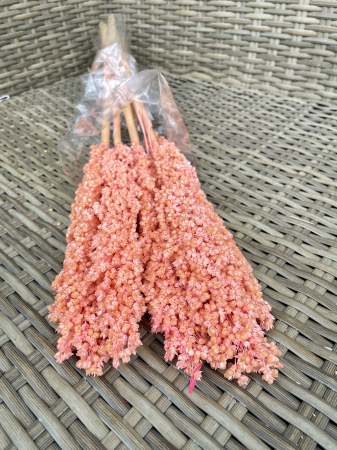Sorgo - Sorgo rosa chiaro