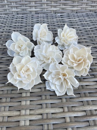 Shola - Stea Shola 7 capete