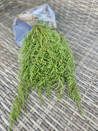 Verdeata Criogenata&Stabilizata - Stoebe Verde, criogenat