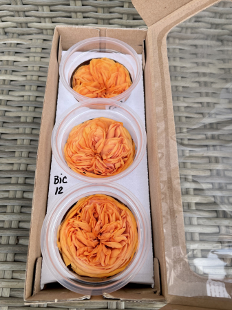 TRANDAFIRI DE GRADINA - TRANDAFIR KAB BIC-12