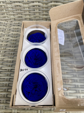 TRANDAFIRI DE GRADINA - TRANDAFIR KAB BLU-03