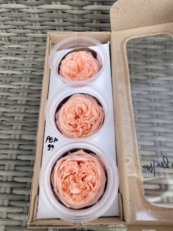 TRANDAFIRI DE GRADINA - TRANDAFIR KAB PEA-99