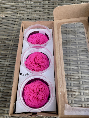 TRANDAFIRI DE GRADINA - TRANDAFIR KAB PIN-07