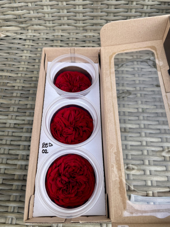 TRANDAFIRI DE GRADINA - TRANDAFIR KAB RED-02