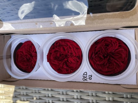 TRANDAFIRI DE GRADINA - TRANDAFIR KAB RED-02