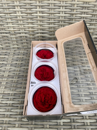 TRANDAFIRI DE GRADINA - TRANDAFIR KAB RED-01