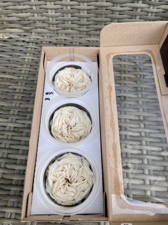 TRANDAFIRI DE GRADINA - TRANDAFIR KAB WHI-04