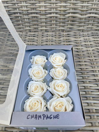 TRANDAFIRI CRIOGENATI-VERDISSIMO - Trandafir Medium Champagne