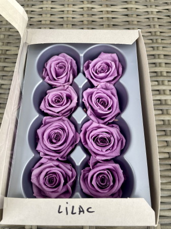 Dimensiune MEDIUM(Diametru:4.5-5cm, inaltime:3.5-4cm. - Trandafir Medium Lilac