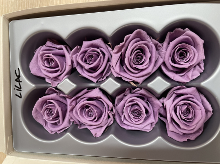 Dimensiune MEDIUM(Diametru:4.5-5cm, inaltime:3.5-4cm. - Trandafir Medium Lilac