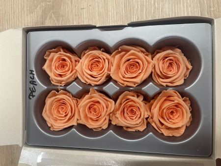 Dimensiune MEDIUM(Diametru:4.5-5cm, inaltime:3.5-4cm. - Trandafir Medium Peach