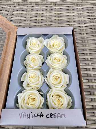 Dimensiune MEDIUM(Diametru:4.5-5cm, inaltime:3.5-4cm. - Trandafir Medium Vanilla Cream