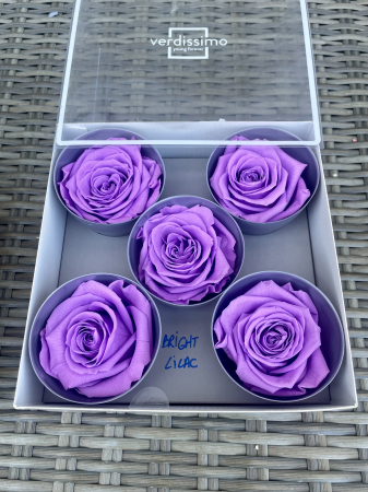 Dimensiune QUEEN(Diametru:6.3-7.3cm, inaltime:5-5.5cm) - Trandafir Queen Bright Lilac