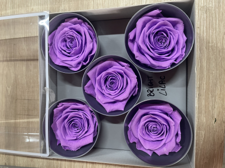 Dimensiune QUEEN(Diametru:6.3-7.3cm, inaltime:5-5.5cm) - Trandafir Queen Bright Lilac