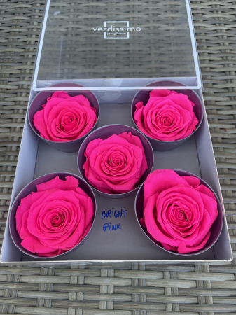 Dimensiune QUEEN(Diametru:6.3-7.3cm, inaltime:5-5.5cm) - Trandafir Queen Bright Pink