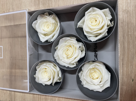 Dimensiune QUEEN(Diametru:6.3-7.3cm, inaltime:5-5.5cm) - Trandafir Queen Champagne