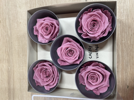 Dimensiune QUEEN(Diametru:6.3-7.3cm, inaltime:5-5.5cm) - Trandafir Queen Cherry Vintage