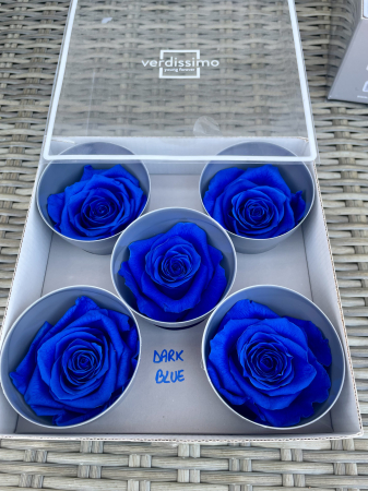 Dimensiune QUEEN(Diametru:6.3-7.3cm, inaltime:5-5.5cm) - Trandafir Queen Dark Blue