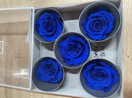 Dimensiune QUEEN(Diametru:6.3-7.3cm, inaltime:5-5.5cm) - Trandafir Queen Dark Blue