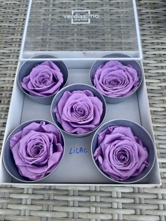 Dimensiune QUEEN(Diametru:6.3-7.3cm, inaltime:5-5.5cm) - Trandafir Queen Lilac