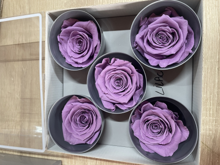 Dimensiune QUEEN(Diametru:6.3-7.3cm, inaltime:5-5.5cm) - Trandafir Queen Lilac