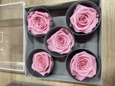 Dimensiune QUEEN(Diametru:6.3-7.3cm, inaltime:5-5.5cm) - Trandafir Queen Pastel Pink
