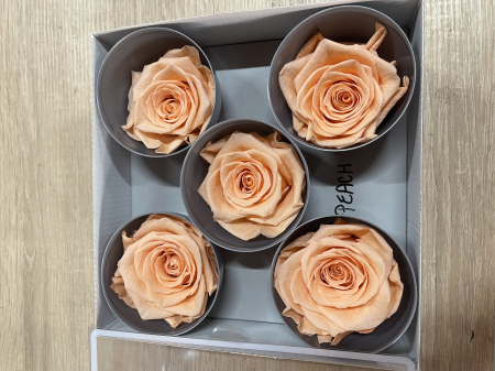 Dimensiune QUEEN(Diametru:6.3-7.3cm, inaltime:5-5.5cm) - Trandafir Queen Peach